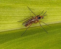 Gnats - Pestipedia