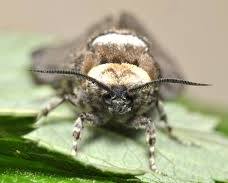 Goat Moths - Pestipedia