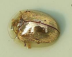 Golden Tortoise Beetles - Pestipedia