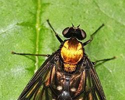 Golden-backed Snipe Flies - Pestipedia