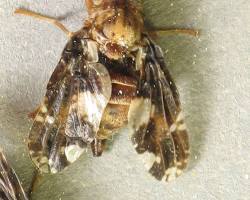 Goldenrod Gall Flies - Pestipedia