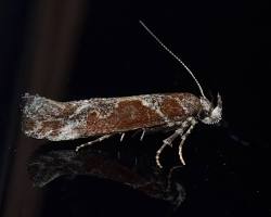 Goldenrod Gall Moths - Pestipedia