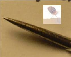 Goose Mites - Pestipedia