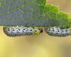 Gooseberry Sawflies - Pestipedia