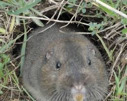 Gophers - Pestipedia