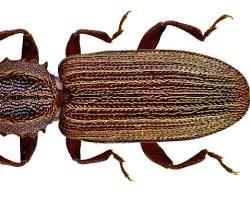 Grain Beetles - Pestipedia