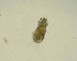 Grain Mites - Pestipedia