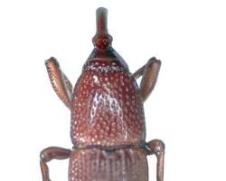 Granary Weevils - Pestipedia
