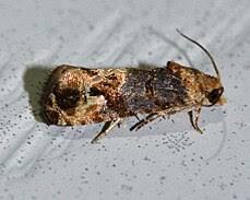 Grape Berry Moths - Pestipedia