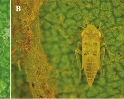 Grape Leafhoppers - Pestipedia