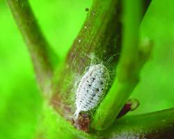 Grape Mealybugs - Pestipedia