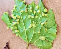 Grape Phylloxera - Pestipedia