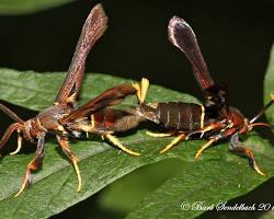 Grape Root Borers - Pestipedia