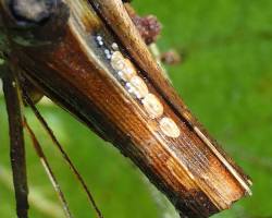 Grape Scale Insects - Pestipedia