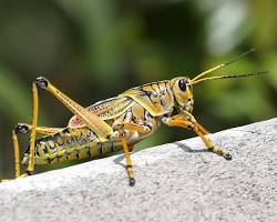 Grasshoppers - Pestipedia