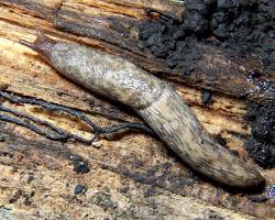 Gray Field Slugs - Pestipedia