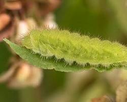 Gray Hairstreak Caterpillars - Pestipedia