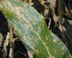 Gray Leaf Spot - Pestipedia