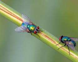 Green Bottle Flies - Pestipedia
