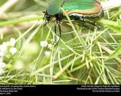 Green June Beetles - Pestipedia