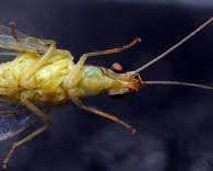 Green Lacewings - Pestipedia