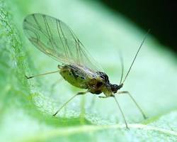 Green Peach Aphids - Pestipedia
