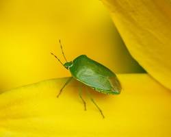 Green Stink Bugs - Pestipedia
