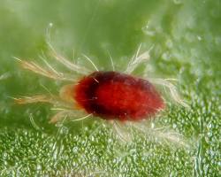 Greenhouse Spider Mites - Pestipedia