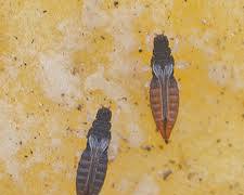 Greenhouse Thrips - Pestipedia