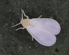 Greenhouse Whiteflies - Pestipedia