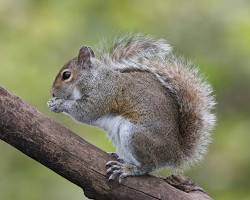 Grey Squirrels - Pestipedia