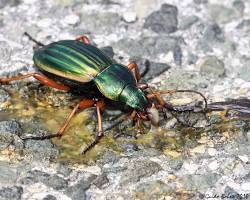 Ground Beetles - Pestipedia
