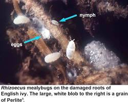 Ground Mealybugs - Pestipedia
