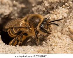 Ground-Nesting Bees - Pestipedia