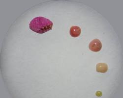 Ground Pearl Scale Insects - Pestipedia