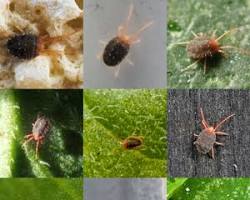 Ground Spider Mites - Pestipedia