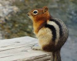 Ground Squirrels - Pestipedia