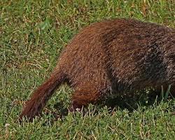Groundhogs - Pestipedia