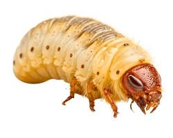 Grubs - Pestipedia