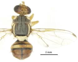 Guava Fruit Flies - Pestipedia