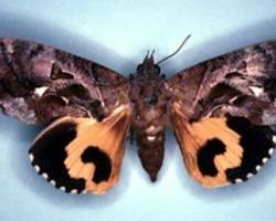 Guava Moths - Pestipedia