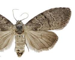 Gum Leaf Skeletonizers - Pestipedia