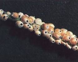 Gum Tree Scale Insects - Pestipedia