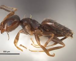 Gypsy Ants - Pestipedia