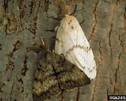 Gypsy Moths - Pestipedia