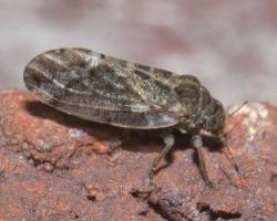 Hackberry Gall Psyllids - Pestipedia