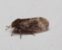 Hackberry Nipple Gall Makers - Pestipedia