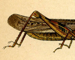 Hailstorm Grasshoppers - Pestipedia