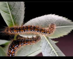 Hairy Caterpillars - Pestipedia