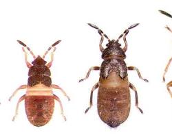 Hairy Chinch Bugs - Pestipedia